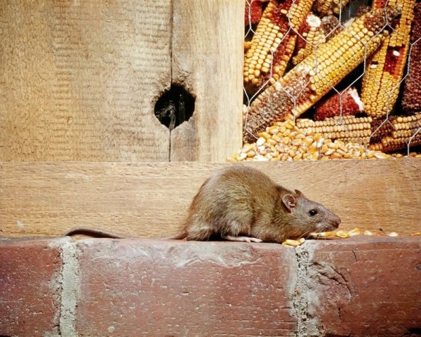 Rat Control Hindmarsh